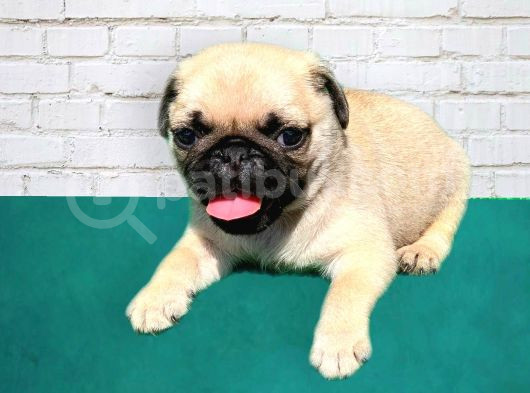 A Kalite Pug Yavrularımız Yeni Yuvalarını Arıyorlar görsel