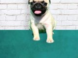 A kalite Pug yavrularımız yeni yuvalarını arıyorlar