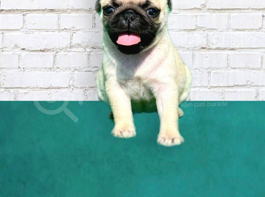A Kalite Pug Yavrularımız Yeni Yuvalarını Arıyorlar