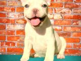 MUHTEŞEM GÜZELLİKTE DİŞİ VE ERKEK FRENCH BULLDOG BEBEKLER