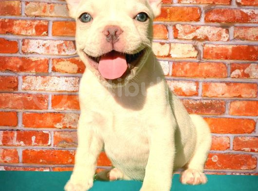 Muhteşem Güzelli̇kte Di̇şi̇ Ve Erkek French Bulldog Bebekler