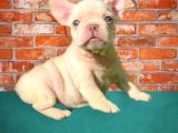 Muhteşem Güzelli̇kte Di̇şi̇ Ve Erkek French Bulldog Bebekler