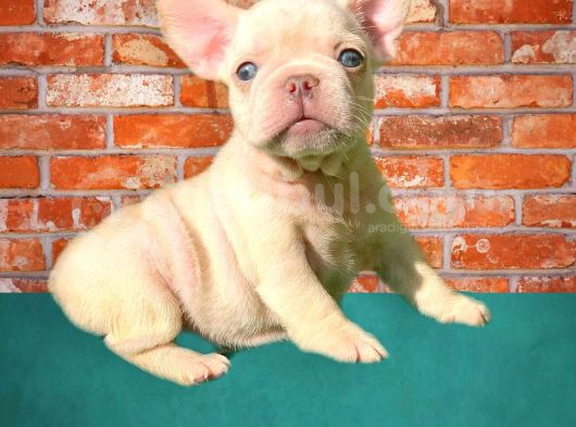 Muhteşem Güzelli̇kte Di̇şi̇ Ve Erkek French Bulldog Bebekler görsel
