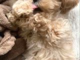 Maltipoo Evinizin Neşe Kaynağı