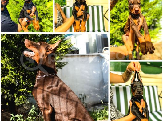 A Kalite 45 Günlük 5Kg Yavrular Gönderim Var görsel