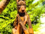 A Kalite 45 Günlük 5Kg Yavrular Gönderim Var