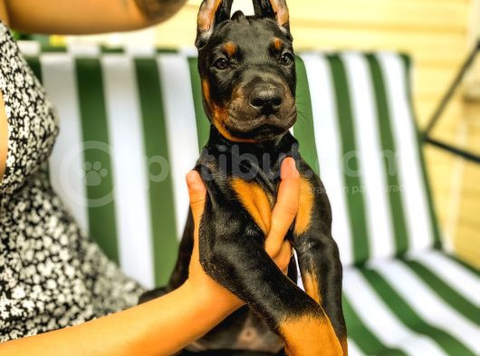 A Kalite 45 Günlük 5Kg Yavrular Gönderim Var görsel