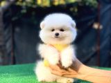 Pomerian Boo Bebekler