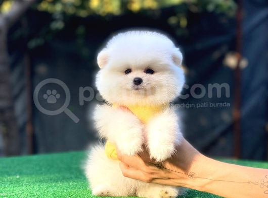 Pomerian Boo Bebekler görsel