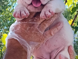 Üst Düzey İngi̇li̇z Buldog Yavrular