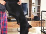 Secereli yetişkin eğitimli Doberman