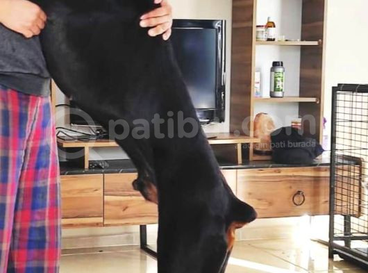 Secereli Yetişkin Eğitimli Doberman