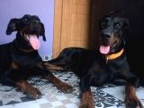 Secereli Yetişkin Eğitimli Doberman