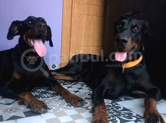 Secereli Yetişkin Eğitimli Doberman görsel