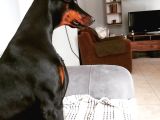 Secereli Yetişkin Eğitimli Doberman