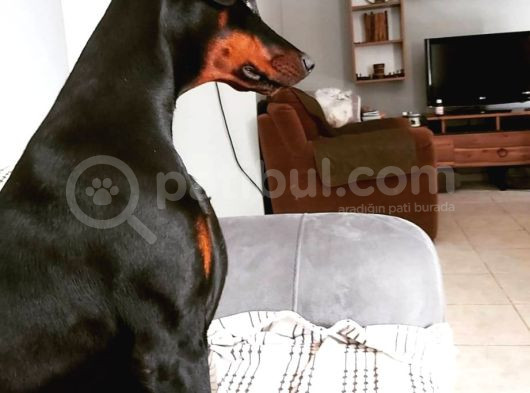 Secereli Yetişkin Eğitimli Doberman görsel