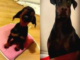 Secereli Yetişkin Eğitimli Doberman