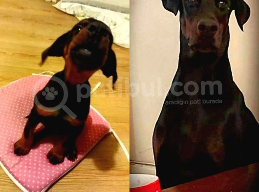 Secereli Yetişkin Eğitimli Doberman görsel