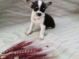 Tea cup SAFKAN Chihuahua