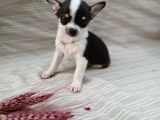 Tea Cup Safkan Chihuahua