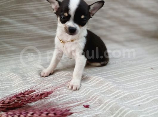 Tea Cup Safkan Chihuahua görsel