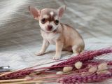 Tea Cup Safkan Chihuahua