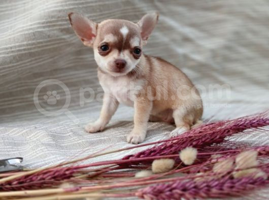 Tea Cup Safkan Chihuahua görsel