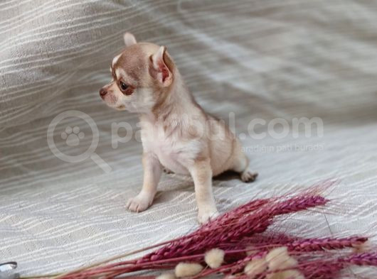 Tea Cup Safkan Chihuahua görsel