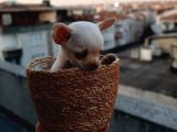 Tea cup SAFKAN Chihuahua