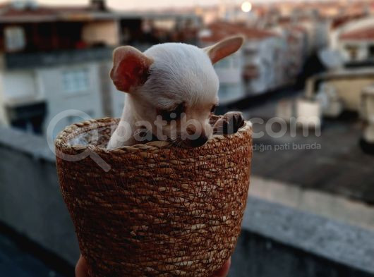 Tea Cup Safkan Chihuahua