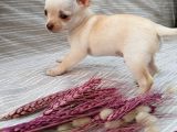 Tea Cup Safkan Chihuahua