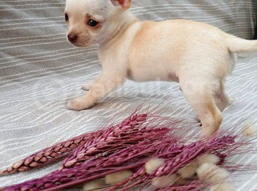 Tea Cup Safkan Chihuahua görsel