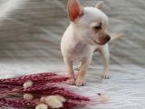 Tea Cup Safkan Chihuahua