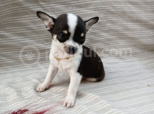 Tea Cup Safkan Chihuahua görsel