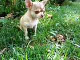 Tea cup SAFKAN Chihuahua