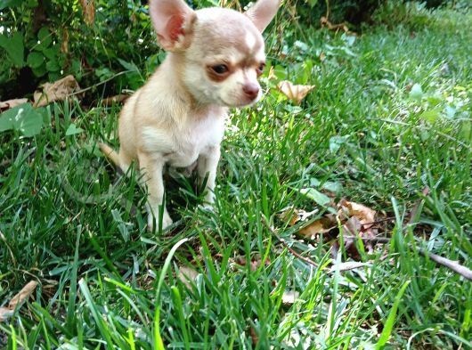 Tea Cup Safkan Chihuahua