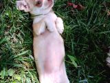 Tea Cup Safkan Chihuahua