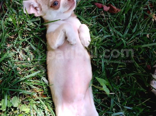 Tea Cup Safkan Chihuahua görsel