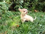Tea Cup Safkan Chihuahua