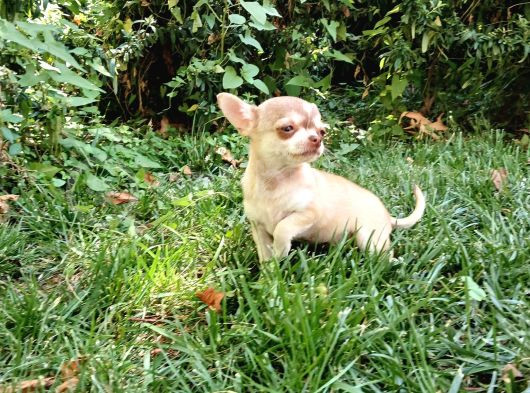 Tea Cup Safkan Chihuahua görsel