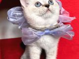 Safkan British Shorthair Kardeşler Yeni Ailesini Arıyor