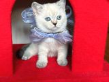 Safkan British Shorthair Kardeşler Yeni Ailesini Arıyor