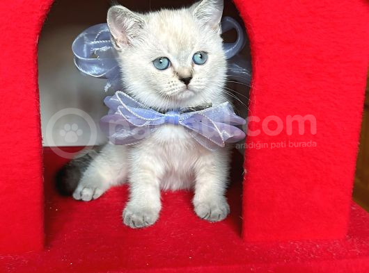Safkan British Shorthair Kardeşler Yeni Ailesini Arıyor görsel