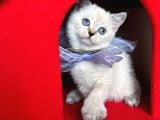 Safkan British Shorthair Kardeşler Yeni Ailesini Arıyor