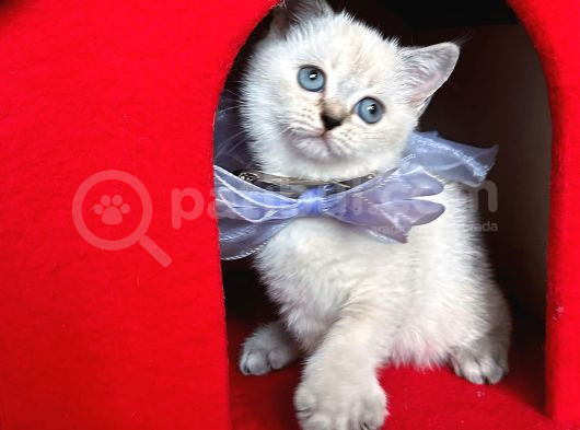 Safkan British Shorthair Kardeşler Yeni Ailesini Arıyor görsel
