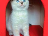 Safkan British Shorthair Kardeşler Yeni Ailesini Arıyor