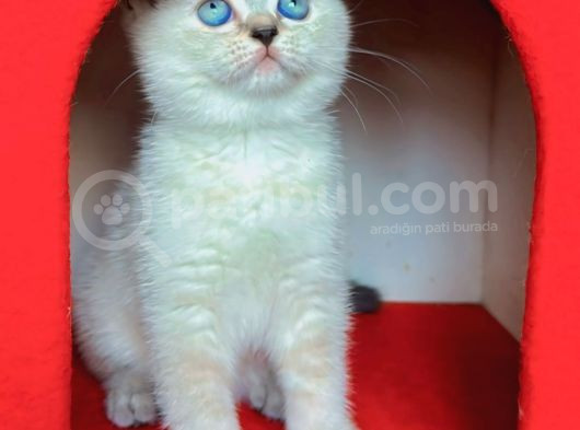 Safkan British Shorthair Kardeşler Yeni Ailesini Arıyor görsel