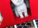 Safkan British Shorthair Kardeşler Yeni Ailesini Arıyor