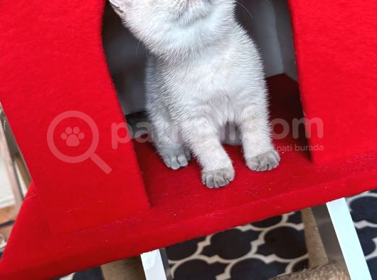 Safkan British Shorthair Kardeşler Yeni Ailesini Arıyor görsel