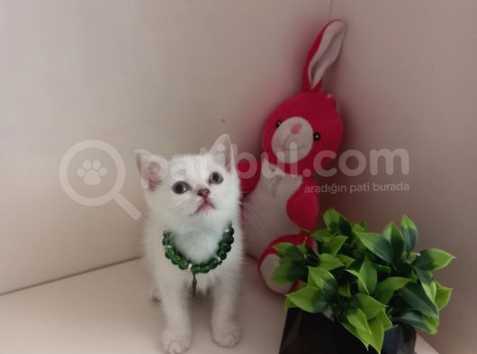 Britsh Blue Point Minnoş Prenses  görsel